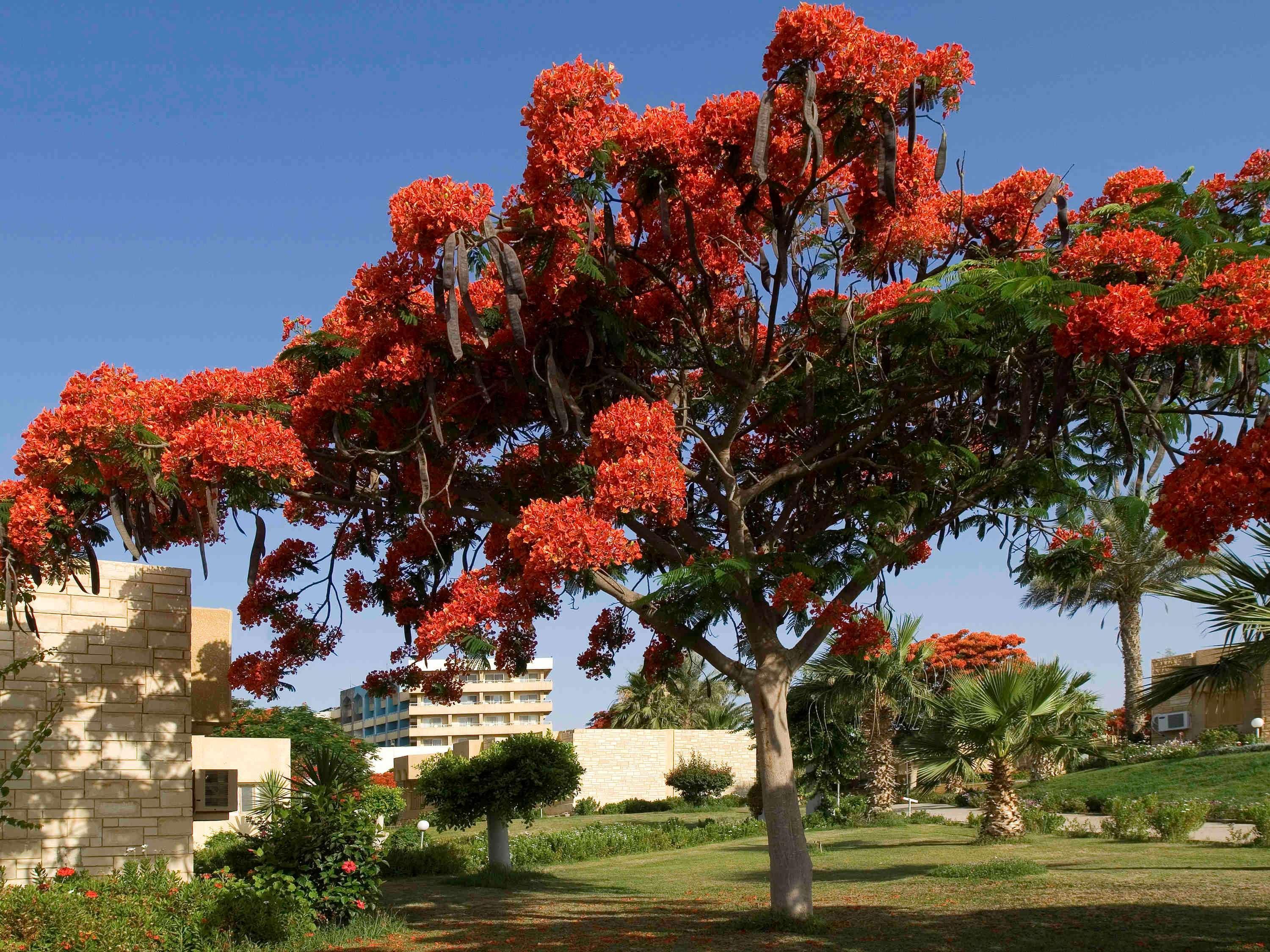 Mercure Ismailia Forsan Island Exteriér fotografie